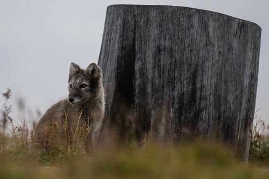 Norway Svalbard Archipelago Barentsburg