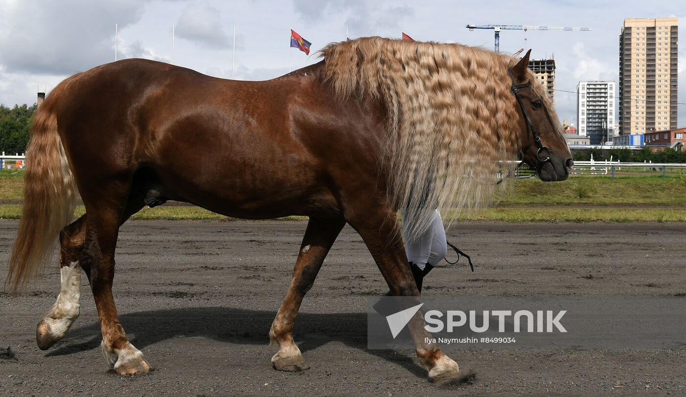 Russia Horse Show