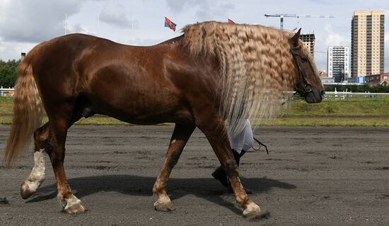 Russia Horse Show