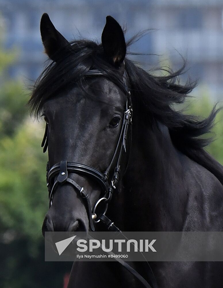 Russia Horse Show