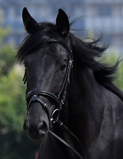 Russia Horse Show