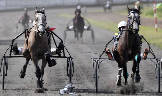 Russia Horse Show