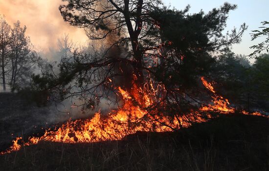 Russia Wildfires