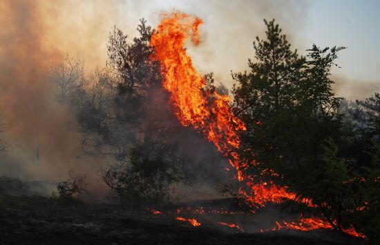 Russia Wildfires