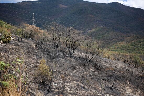 Russia Wildfires