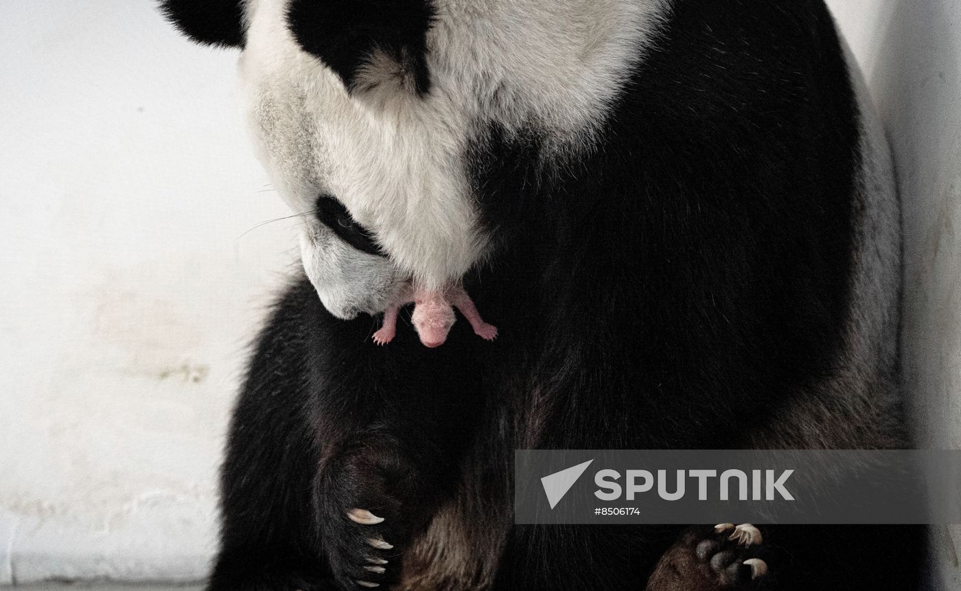 Russia Zoo
