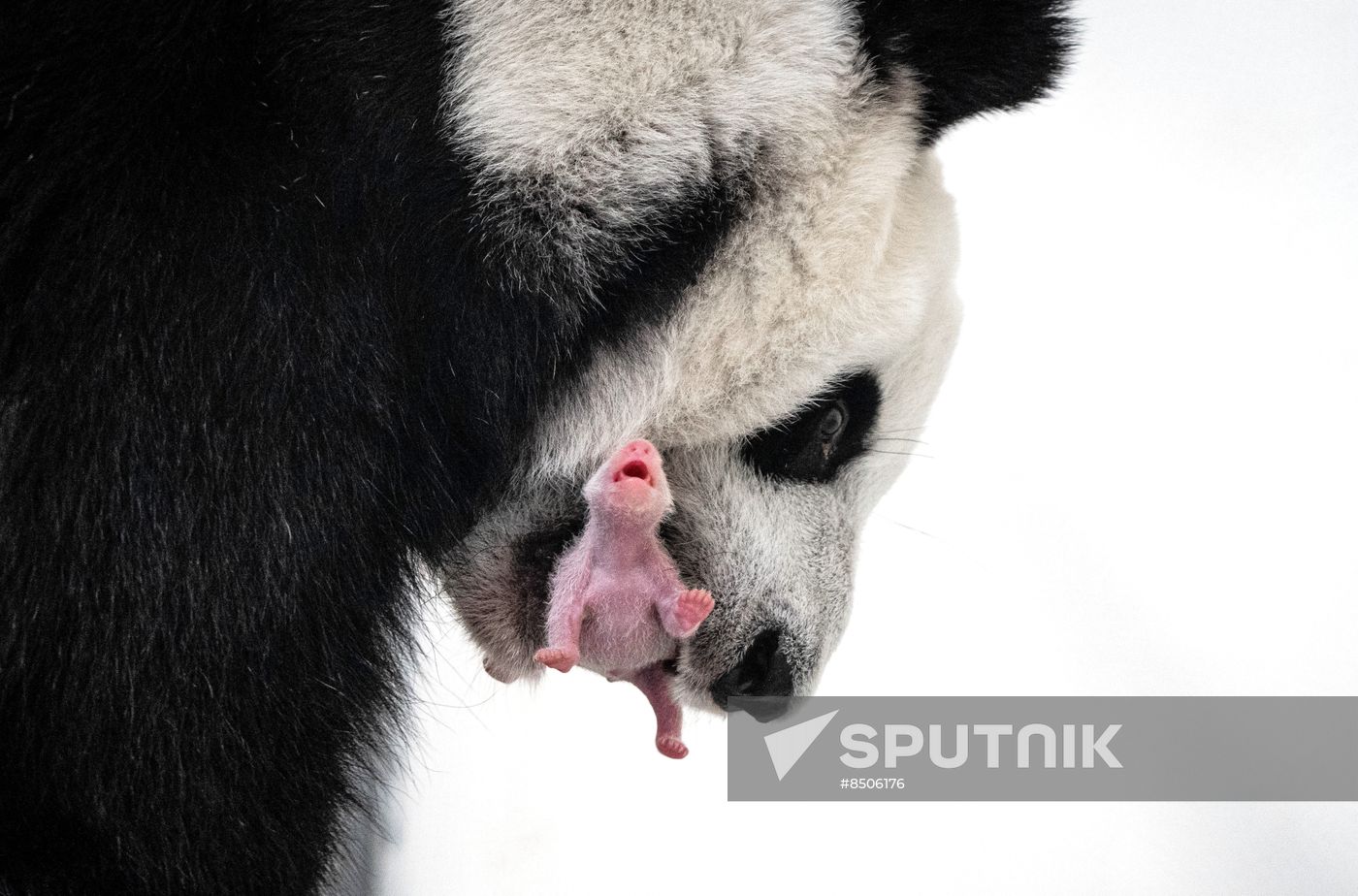 Russia Zoo