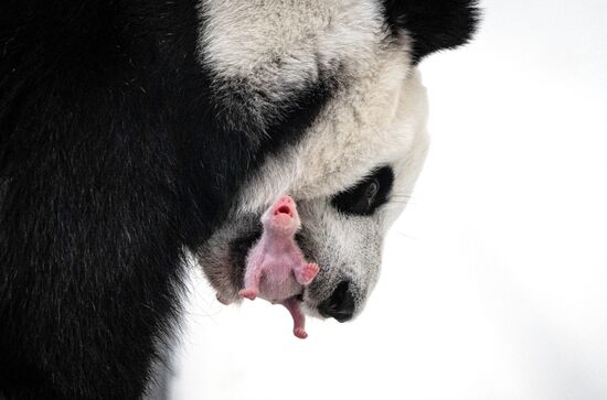 Russia Zoo