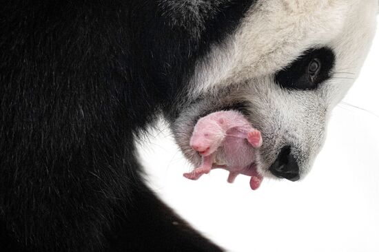 Russia Zoo