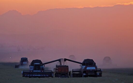 Russia Agriculture Wheat Harvesting