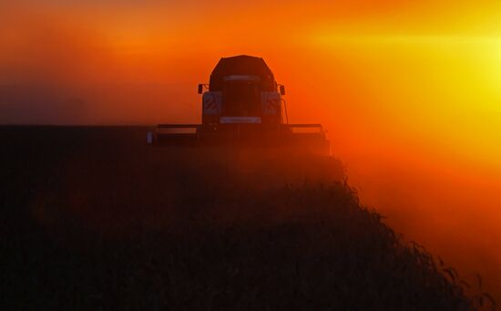 Russia Agriculture Wheat Harvesting