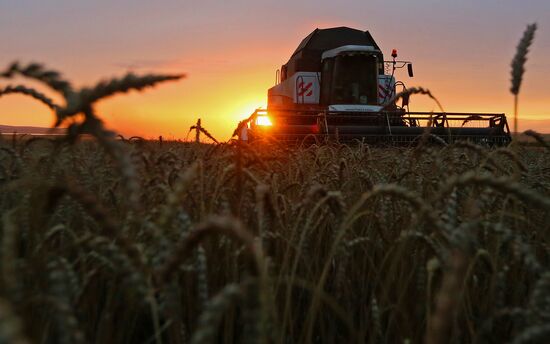 Russia Agriculture Wheat Harvesting