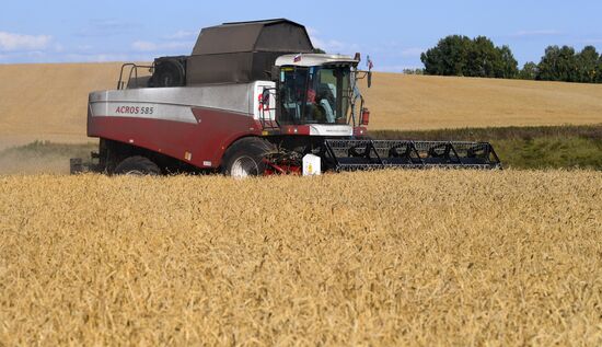 Russia Agriculture Wheat Harvesting