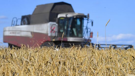 Russia Agriculture Wheat Harvesting