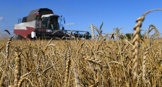 Russia Agriculture Wheat Harvesting