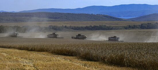 Russia Agriculture Wheat Harvesting