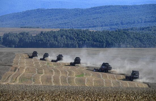 Russia Agriculture Wheat Harvesting