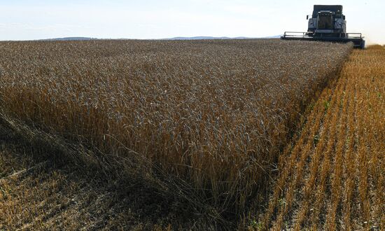 Russia Agriculture Wheat Harvesting