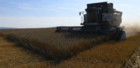 Russia Agriculture Wheat Harvesting