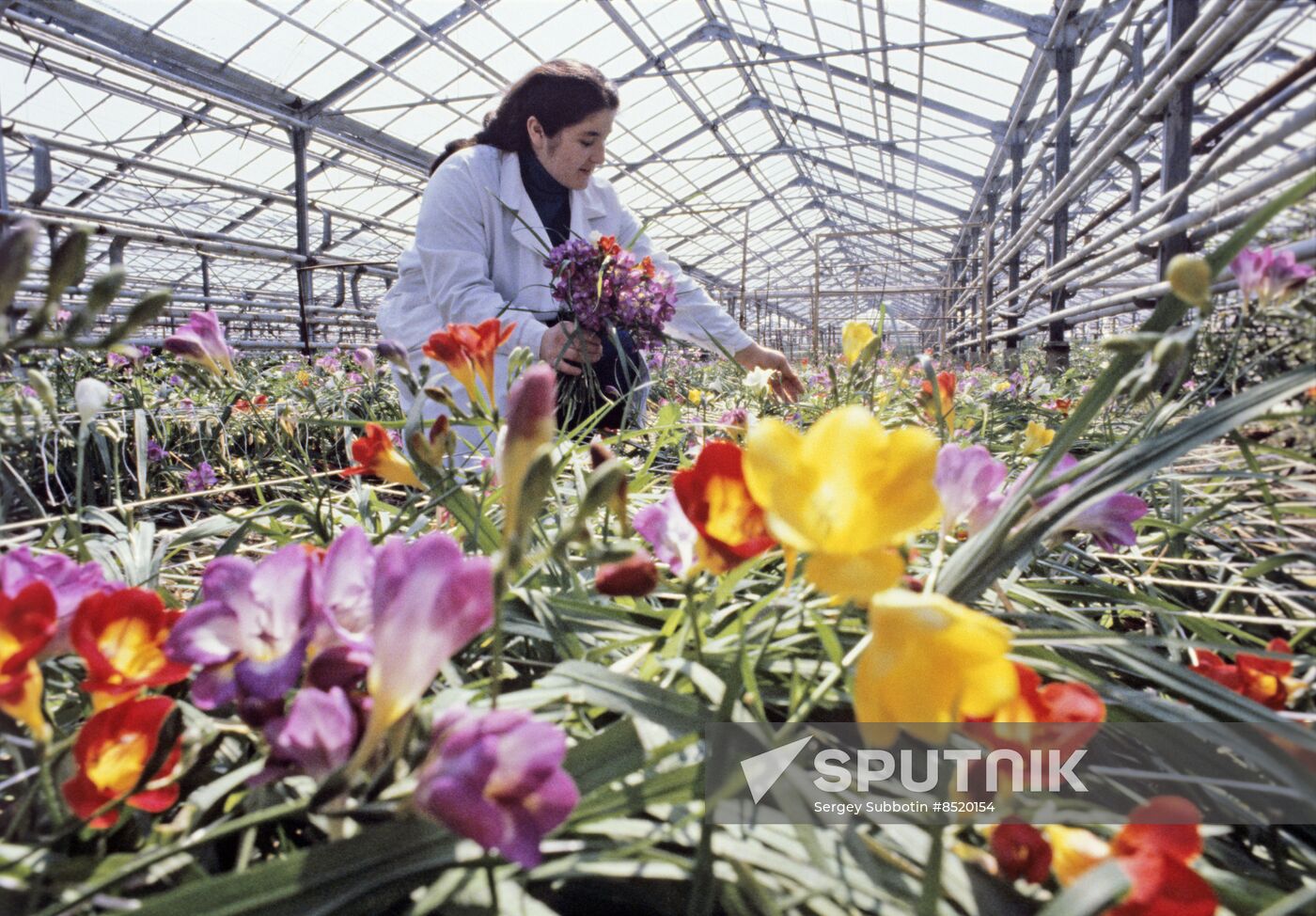 Teplichny greenhouse plant