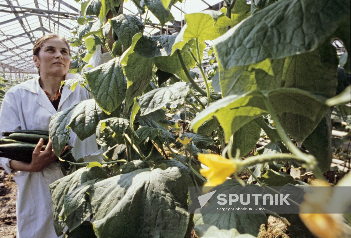 Teplichny greenhouse plant