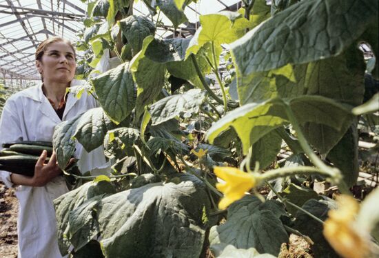 Teplichny greenhouse plant