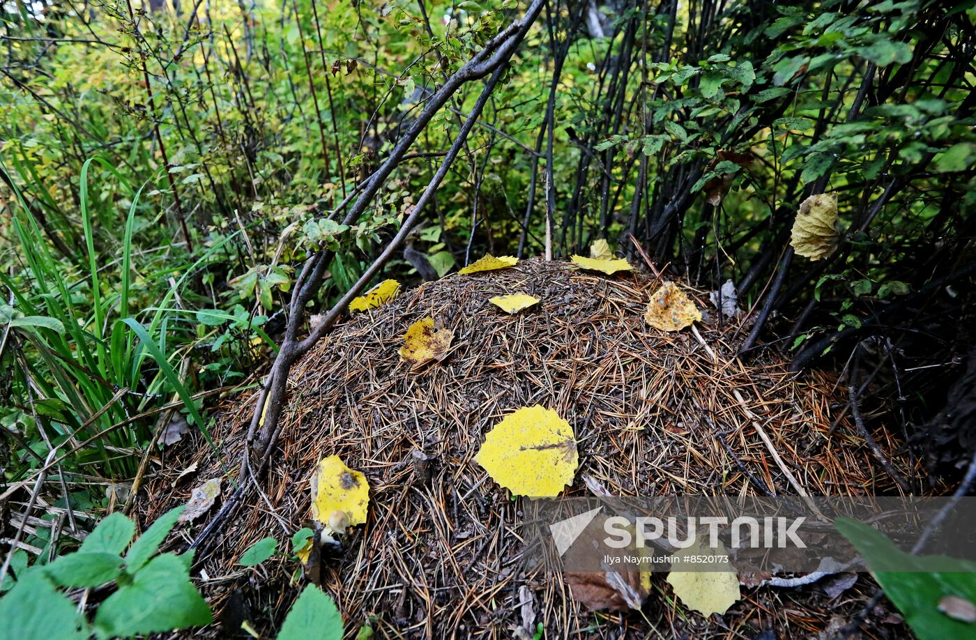 Russia Siberia Environment