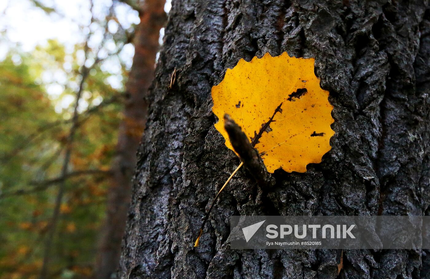 Russia Siberia Environment