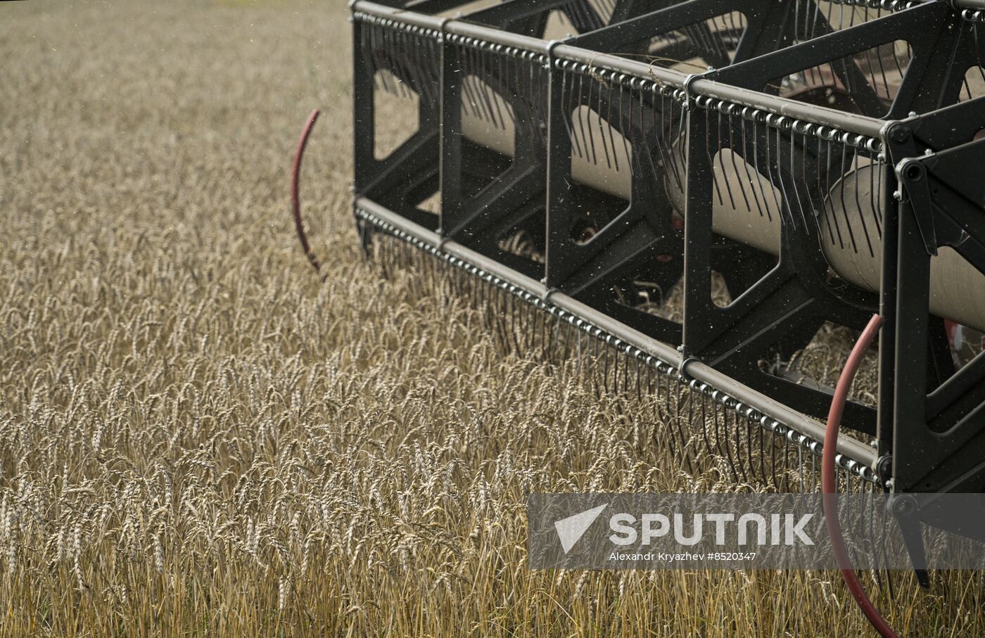 Russia Agriculture Harvesting