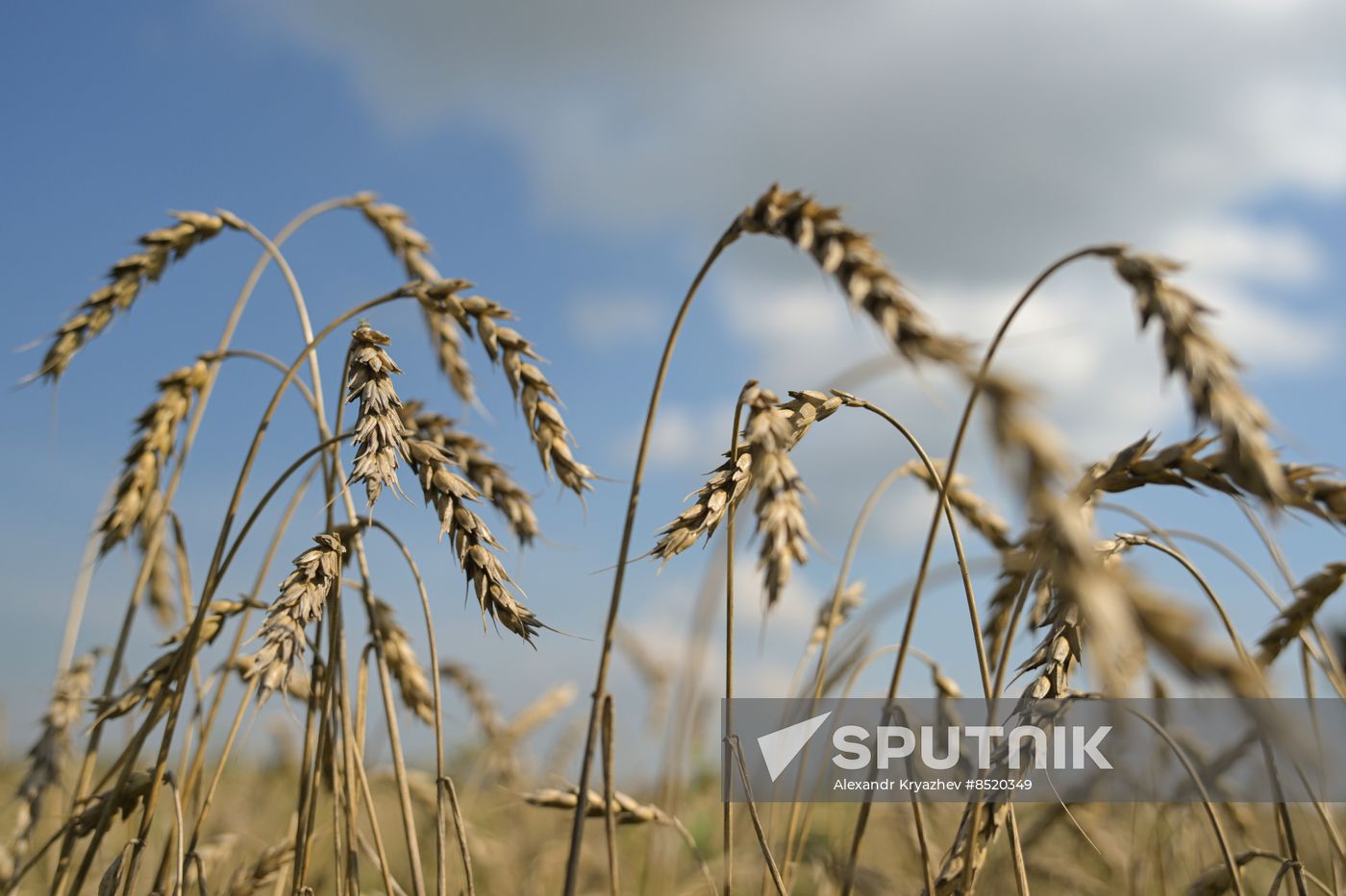 Russia Agriculture Harvesting