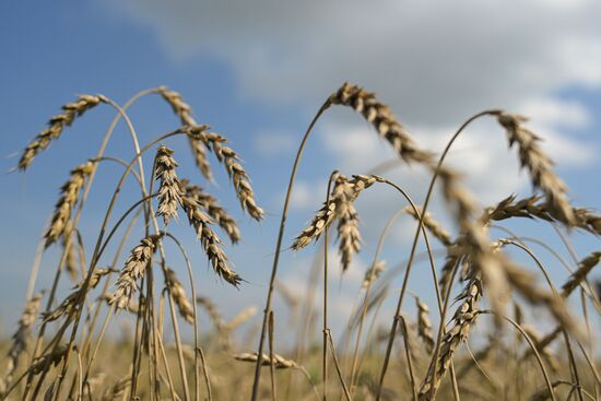 Russia Agriculture Harvesting