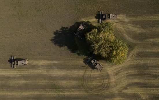 Russia Agriculture Harvesting