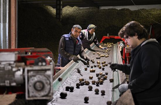 Russia Agriculture Harvesting