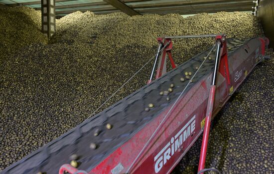 Russia Agriculture Harvesting