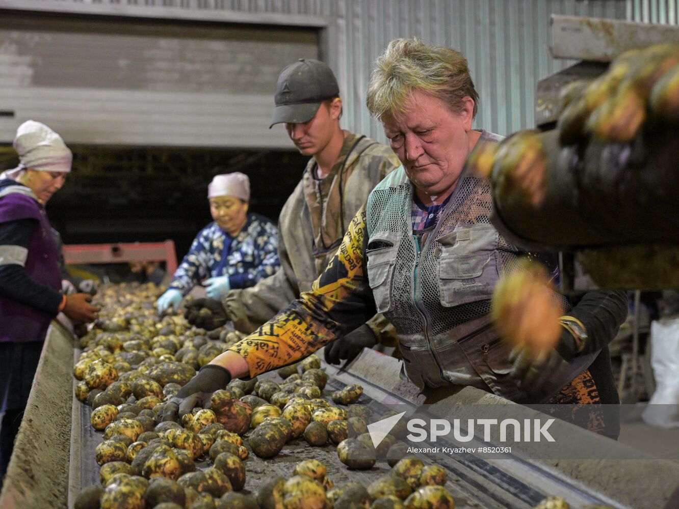 Russia Agriculture Harvesting