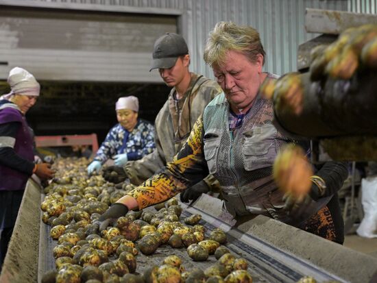 Russia Agriculture Harvesting