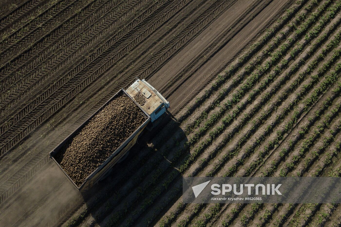 Russia Agriculture Harvesting