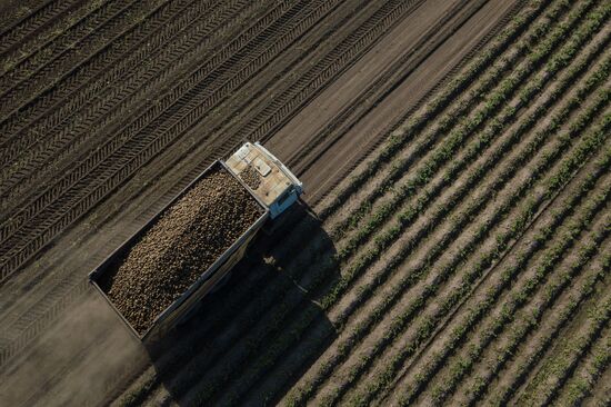 Russia Agriculture Harvesting