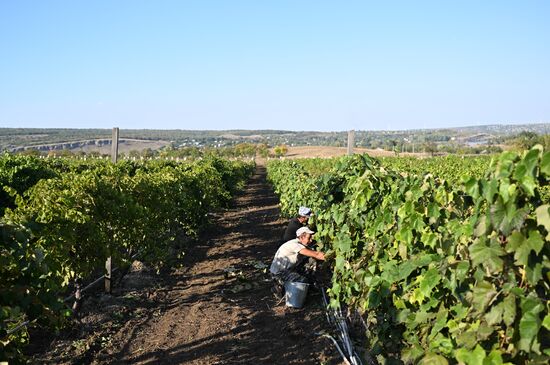 Russia LPR Agriculture Harvesting