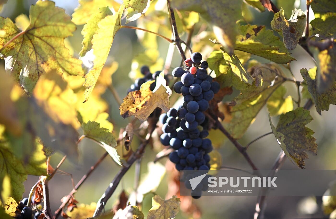 Russia LPR Agriculture Harvesting