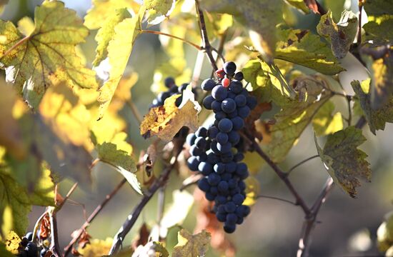 Russia LPR Agriculture Harvesting