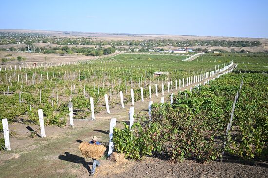 Russia LPR Agriculture Harvesting