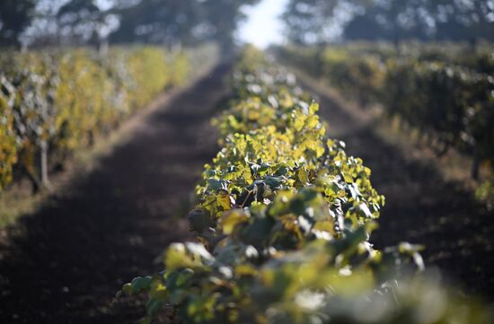 Russia LPR Agriculture Harvesting