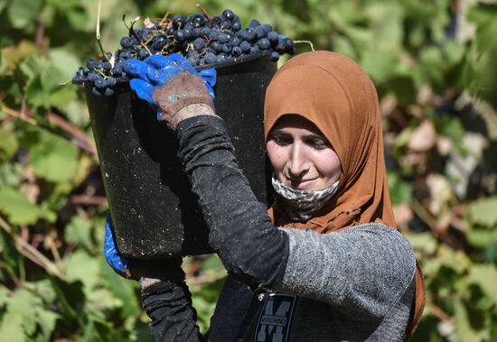 Russia Crimea Agriculture Harvesting