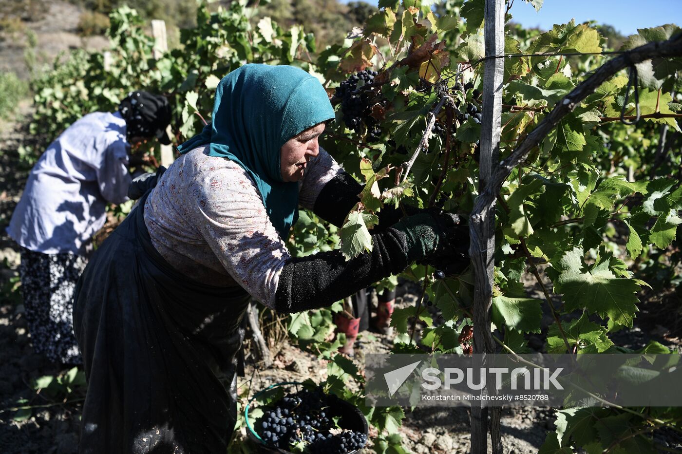 Russia Crimea Agriculture Harvesting