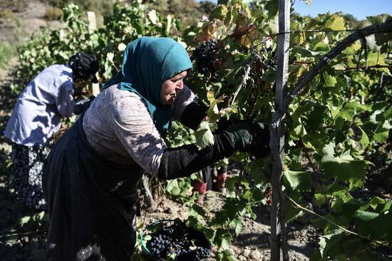 Russia Crimea Agriculture Harvesting