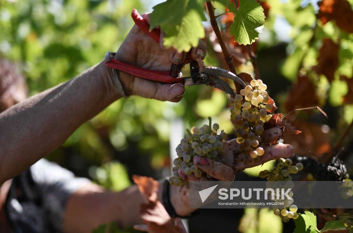 Russia Crimea Agriculture Harvesting