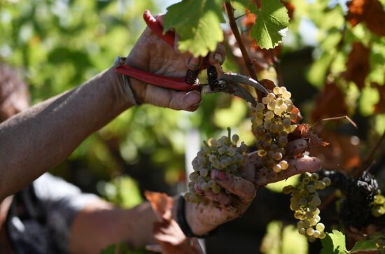 Russia Crimea Agriculture Harvesting