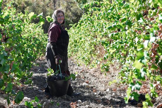 Russia Crimea Agriculture Harvesting