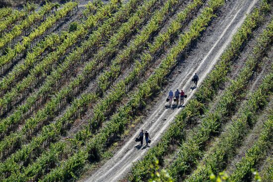 Russia Crimea Agriculture Harvesting